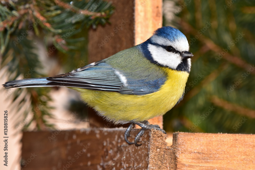 Obraz premium blue tit during winter birdwatching