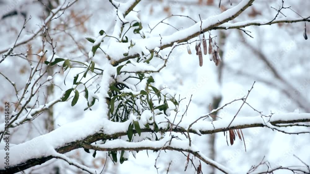 Mistletoe in snow on tree branch outdoors in snowy forest with snowfall in a forest or park. Scenic winter video. Mistletoe in snow on tree branch outdoors in snowy forest with snowfall in a forest or park. Scenic winter video.