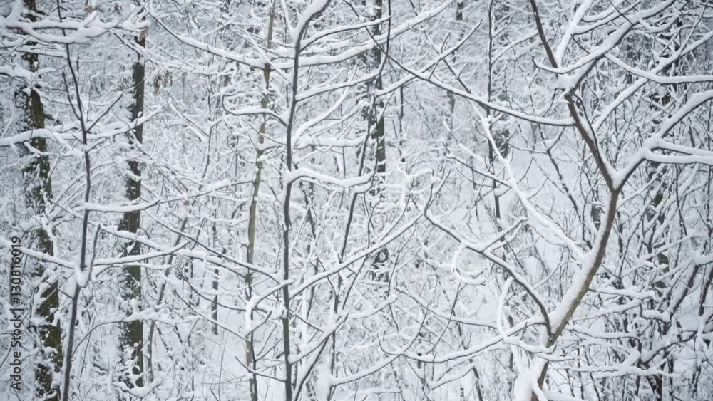 Snow covered forest or park in winter with tree branches gently swaying in breeze Snow covered forest or park in winter with tree branches gently swaying in breeze