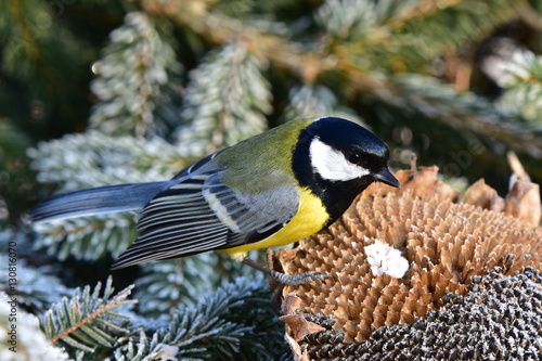 birdwaching of tits near feeder with sunflower seeds photo