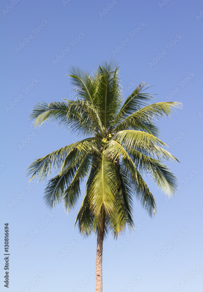 Fototapeta premium coconut tree with blue sky background
