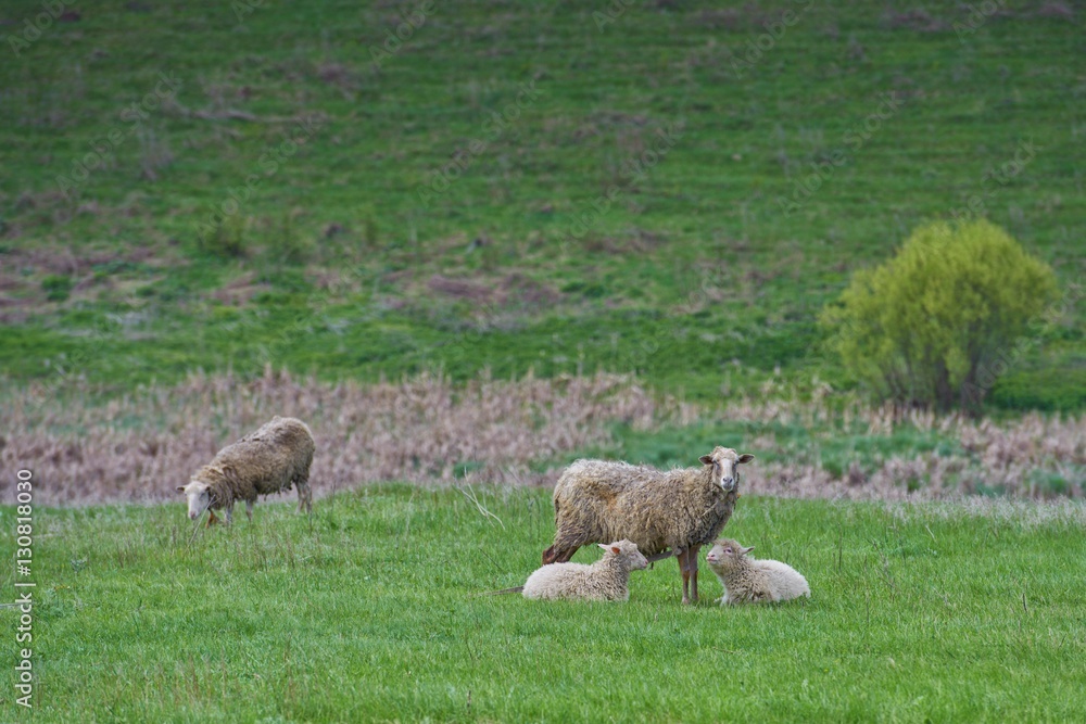 sheep with two lambs relaxing on the spring greenfield sheep with two lambs relaxing on the spring greenfield