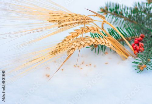 Golden ear of wheat and grain in the snow, winter