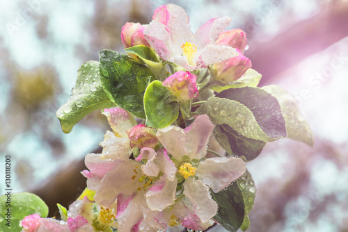 delicate flowers and young leaves of apple tree photo