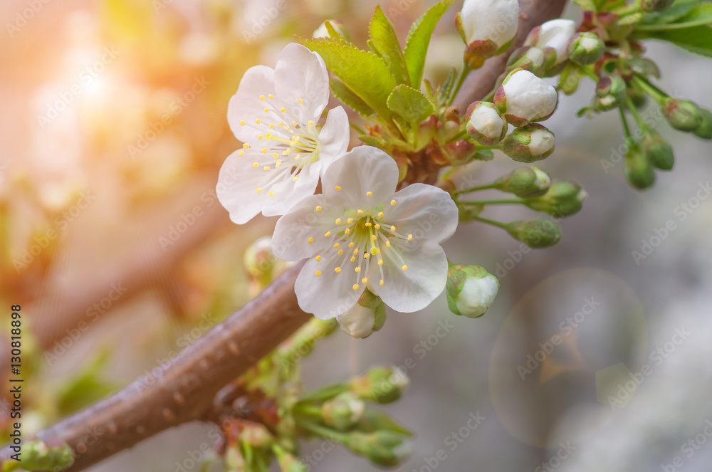 delicate flowers and young leaves of cherry wood delicate flowers and young leaves of cherry wood