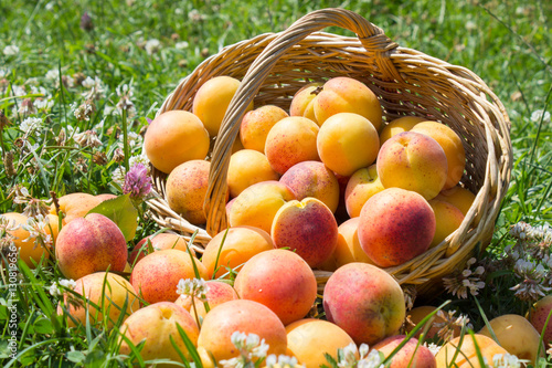 Fototapeta Naklejka Na Ścianę i Meble -  ripe apricots with a basket