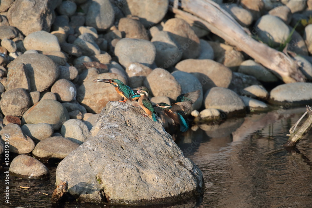 Fototapeta premium カワセミ,ブッホウソウ目カワセミ科カワセミ属