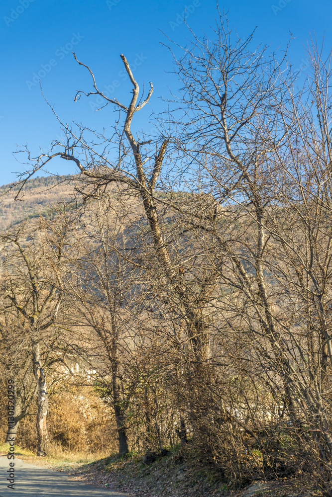 winter landscape, trees and mountain on winter winter landscape, trees and mountain on winter