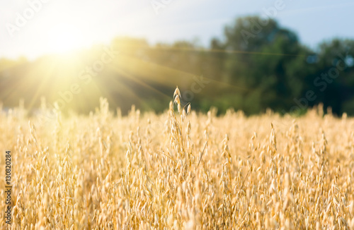 organic golden ripe ears of oats in field photo