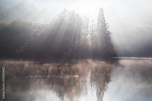 Duck above a misty lake © login2002