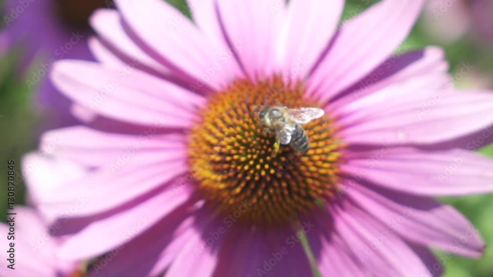 MACRO: Bee collecting sweet honey from fresh blossoming flower and flying away