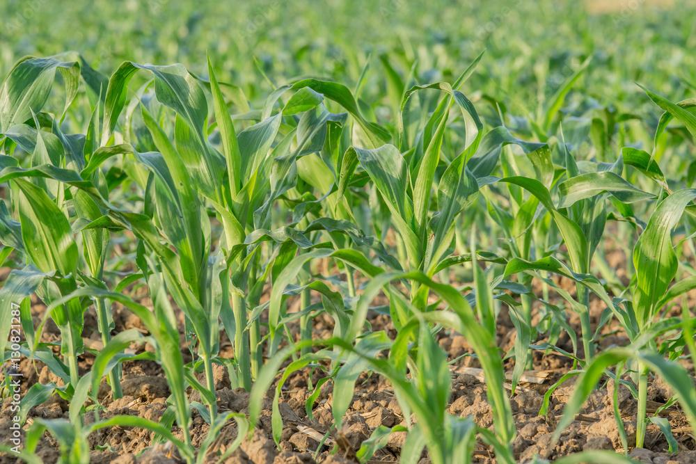 young green corn field in agricultural garden young green corn field in agricultural garden