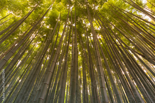 Arashiyama bamboo forest, bamboo forest , Kyoto, Japan