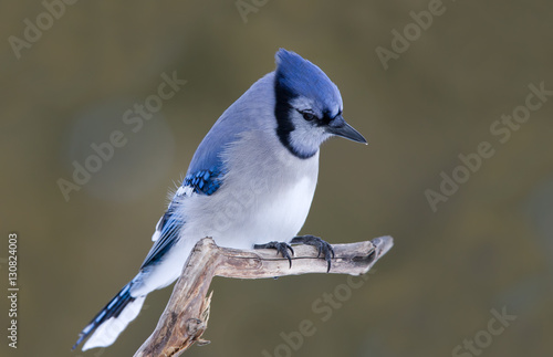 Blue jay on perched on a branch in Ottawa, Canada 