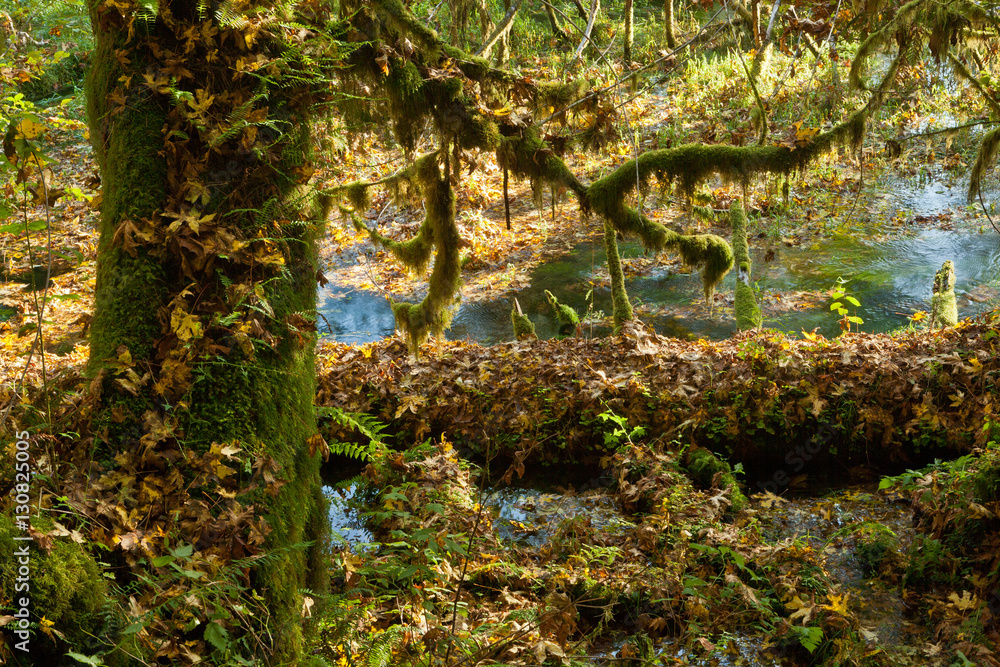Rainforest at Olympic Nat'l Park Rainforest at Olympic Nat'l Park