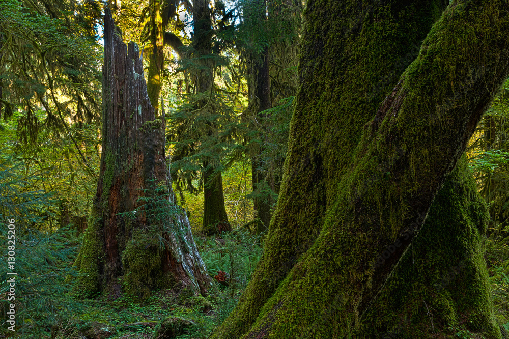 Rainforest at Olympic Nat'l Park Rainforest at Olympic Nat'l Park