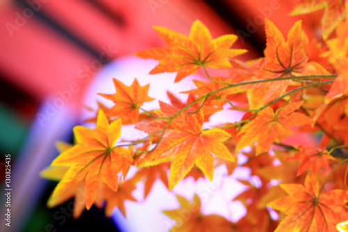 De focus or blurred maple leaf red autumn tree blurred background