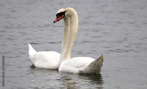 Pair of swans in love floating on the River Danube at Zemun in the Belgrade Serbia.