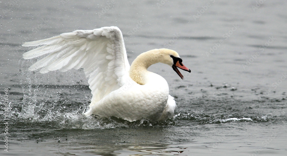 Angry wild swan splashing , mute swan spreads its wings on Danube river