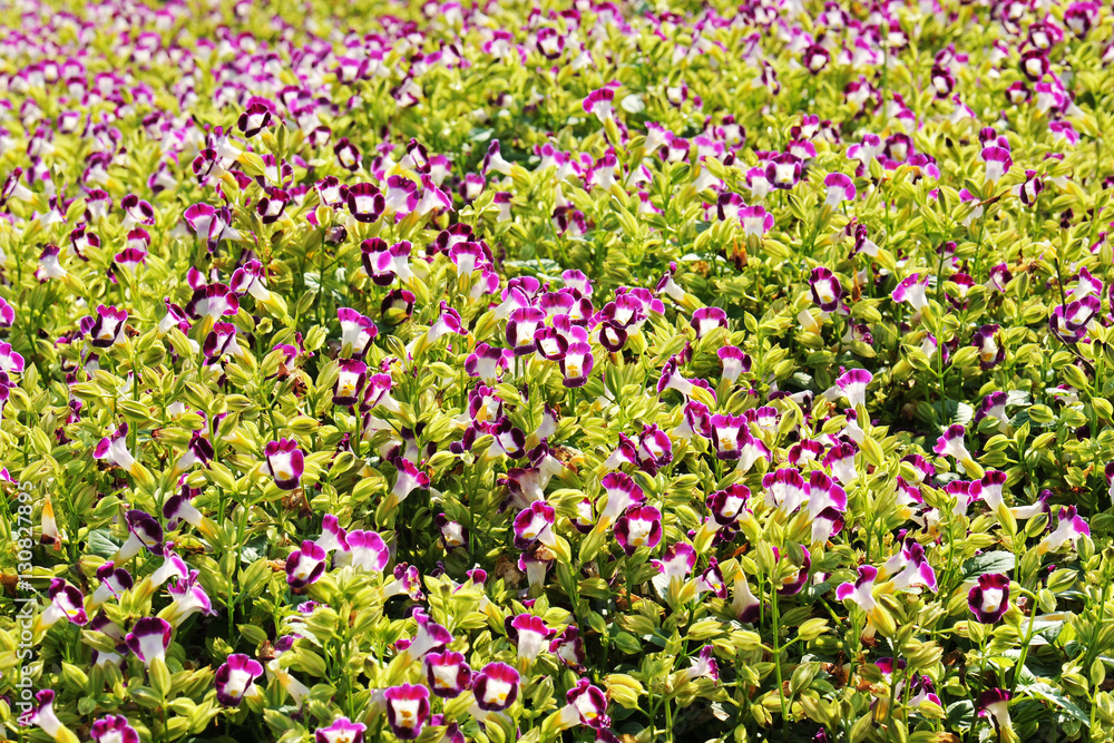 Amazing of bright flower beautiful blooming on garden Amazing of bright flower beautiful blooming on garden