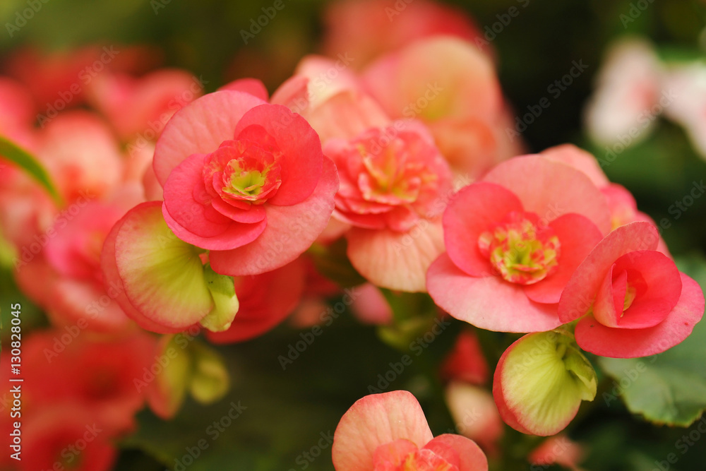 close up begonia flower in the garden