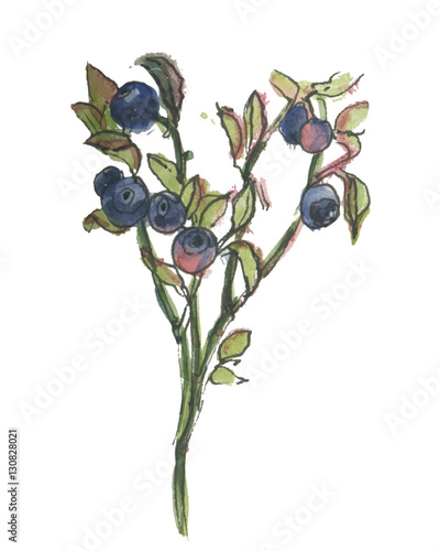 Vector watercolor blueberry
