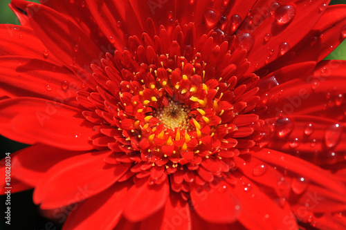 Close up red Gerbera flower