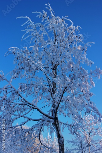 tree in snow against the sky