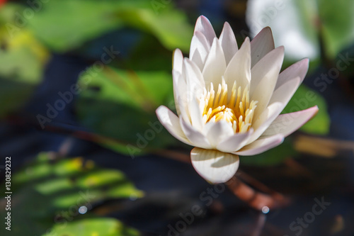 White lotus in the pond under the trees  so beauty of people throughout the day.
