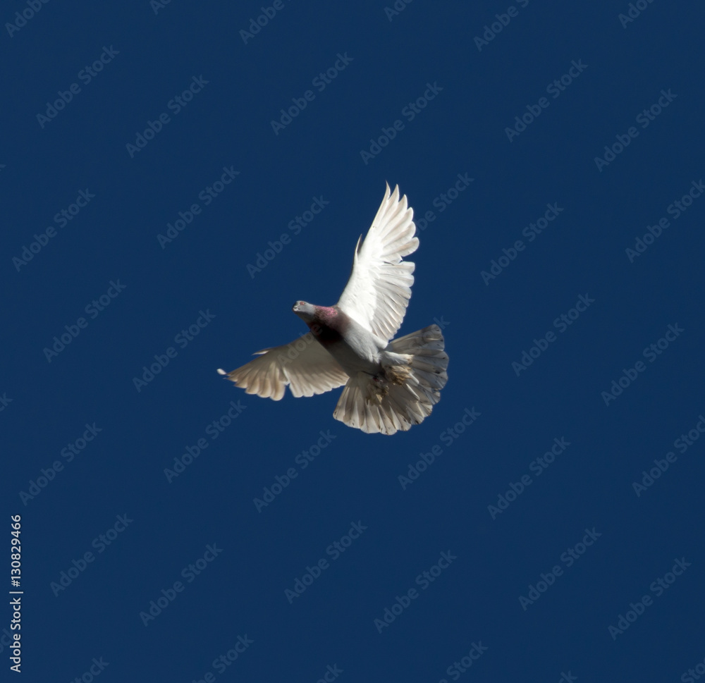 Obraz premium One pigeon in flight against a blue sky