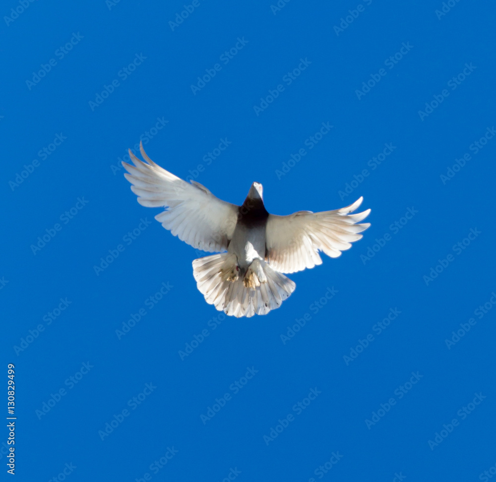 Obraz premium One pigeon in flight against a blue sky