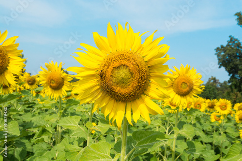 Sunflower and beautiful in the morning. / Sunflower blooming bright and beautiful morning.