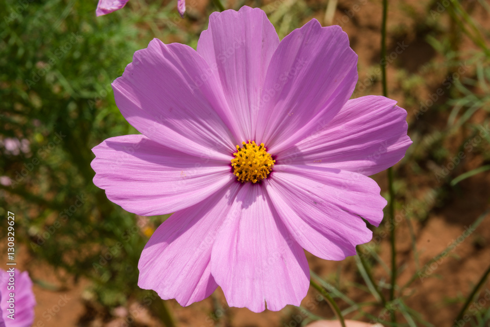 Cosmos flower pink / Cosmos flowers that bloom during the day. Cosmos flower pink / Cosmos flowers that bloom during the day.