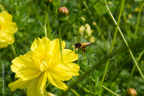 The nature of bee foraging / Bees fly to the flowers to remove pollen.
