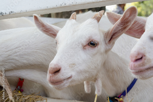 The appearance of a goat / Goat looks beautiful and charming.