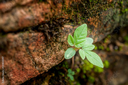 tree struggles grow on wall