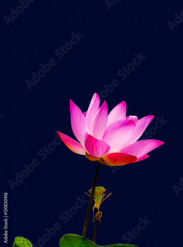 Single lotus flower isolated on avy blue background