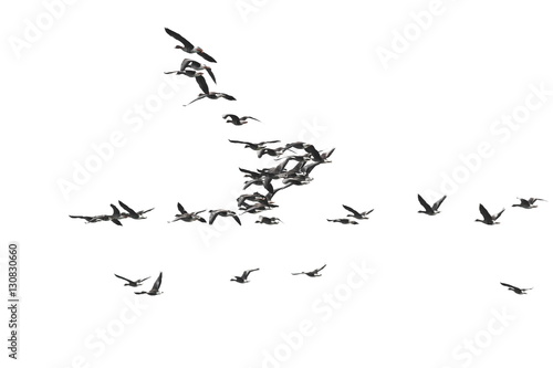 Flock of birds, White-Fronted Goose in flight, isolated on white background