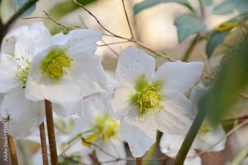 Foto Nahaufnahme einer Christrosenblüte