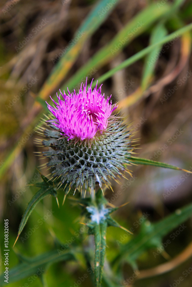 thistle in scotland higlands scottish symbol thistle in scotland higlands scottish symbol