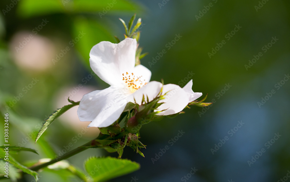 beautiful white flower on the tree in nature beautiful white flower on the tree in nature