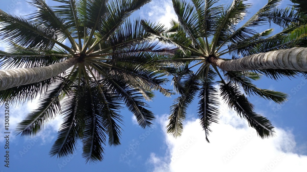 Obraz premium Palm Trees