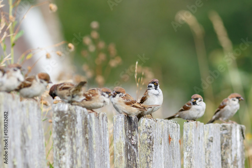 Group of Tree Sparrows (Passer montanus) sitting on the fence.