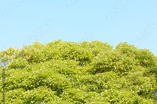 The green tree leaf in the blue sky background.