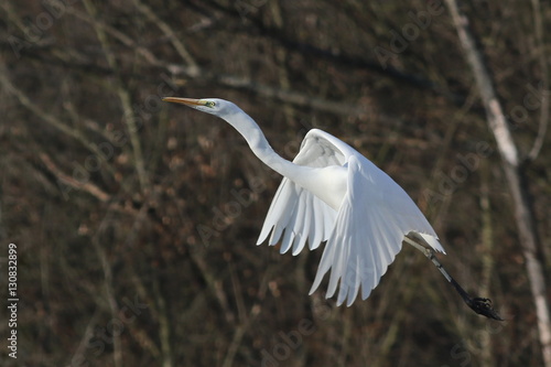 great white egret in flight