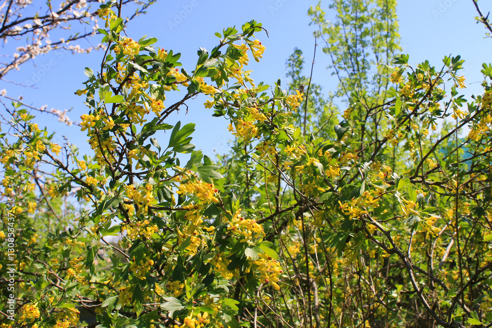 Yellow blossom of currant Yellow blossom of currant