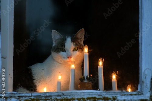 Cat looking through the window on Christmas and sitting next to candle ornaments.