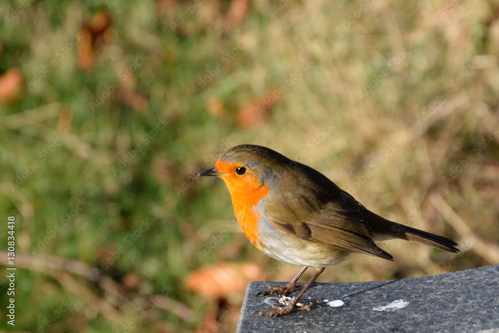 Fototapeta premium Robin perched on stone
