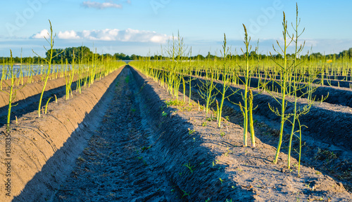 Young budding asparagus plants after the Dutch harvest season