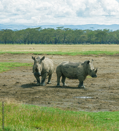 Two rhinoceros and buffalos at the Lake Nakuru National Park - Kenya, Eastern Africa